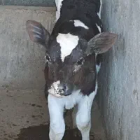 گوساله شیری15روزه|حیوانات مزرعه|بیرجند, |دیوار