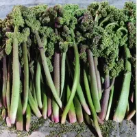 ریواس تازه وخوشمزه