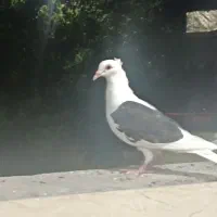 کبوتر دوکت پلاکی