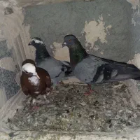 شکار شدن ۳تاشونم