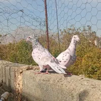 سرور و پلاکی|پرنده|حمیدیا, |دیوار