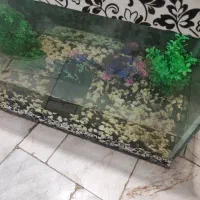 اکواریم با ماهی درحد