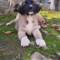 واگذاری ماده عراقی