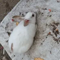 خرگوش نروماده دستی