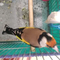 سهره قفسی آنتیک|پرنده|همدان, |دیوار