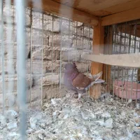 کفتر|پرنده|کاشان, کوچه باسکول|دیوار