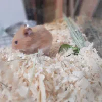 همستر قهوه ای نر|موش و خرگوش|شیراز, منطقه هوایی شهید دوران|دیوار