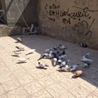 کفتر رنگه آس