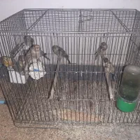 سیره و سیره قناری