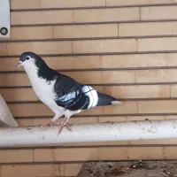 طوقی امری شیرازی پلنگ خوشکل بدون عیب|پرنده|رفسنجان, |دیوار