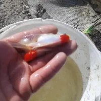 ماهی تاژدار