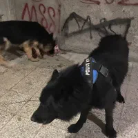 سگ ژرمن شپرد