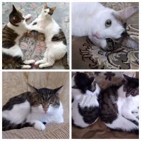 واگذاری گربه