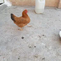 مرغ محلی عربی