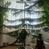 کاج مطبق