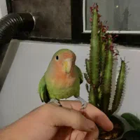 جوجه طوطی برزیلی رام دستی|پرنده|چالوس, |دیوار