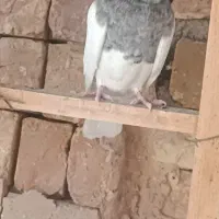 کبوتر طوقی|پرنده|سیستان, |دیوار