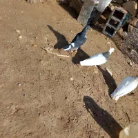 کبوتر رنگه|پرنده|شیروان (خراسان), |دیوار