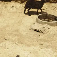 بره ماده برای نگهداری و قربانی کردن