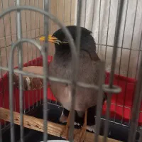 مینا دستی خانگی