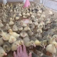 فروش عمده جوجه غاز یک هفته