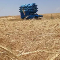 کاه گندم  هشترود
