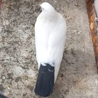 کفتر|پرنده|دهگلان, |دیوار