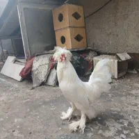 خروس لهستان فروشی