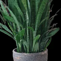 گیاه همیشه سبز با گلدان سفالی