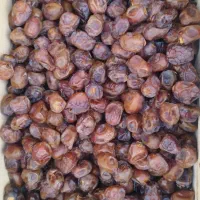 خرمایی برحی درجه یک