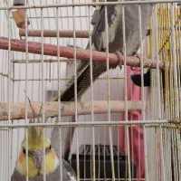 جفت عروس مولد نر و ماده