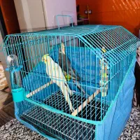 عروس هلندی|پرنده|برازجان, |دیوار