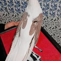 پشت سرور تهرانی|پرنده|کرمان, |دیوار