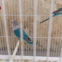 طوطی برزیلی خوش رنگ