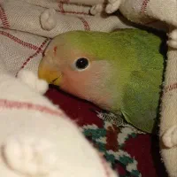 کوتوله  سبز نیمه دستی. آماده برای دستی شدن