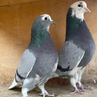 کبوتر پرشی