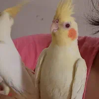 عروس هلندی|پرنده|املش, |دیوار