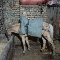 اسب ماده جوان