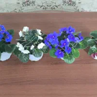 بنفشه آفریقایی