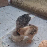 جوجه محلی