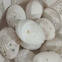 تخم غاز