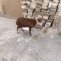 بره