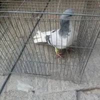 کفتر چادری گردن کلفت|پرنده|تهران, بروجردی|دیوار