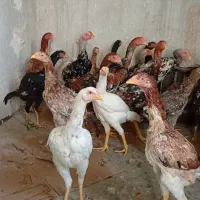 جوجه  مرغ وخروس اوشامو ۶۰۰ (۶ماهه)  ۸ ماهه (۸۰۰)