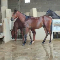 کره اسب|اسب و تجهیزات اسبسواری|ایذه, |دیوار