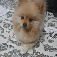 سگ پامرین خرسی نر