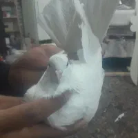 شهرستانی‌کفتر|پرنده|قم, شهرک امام حسین|دیوار
