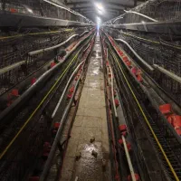 صفر تا صد تجهیزات مرغداری گوشتی و تخمگذار|ماشینآلات صنعتی|تهران, توحید|دیوار