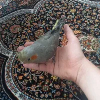 عروس هلندی