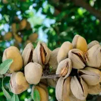 نهال های اصلاح شده دیرگل بادام پیوندی گلدانی سبز